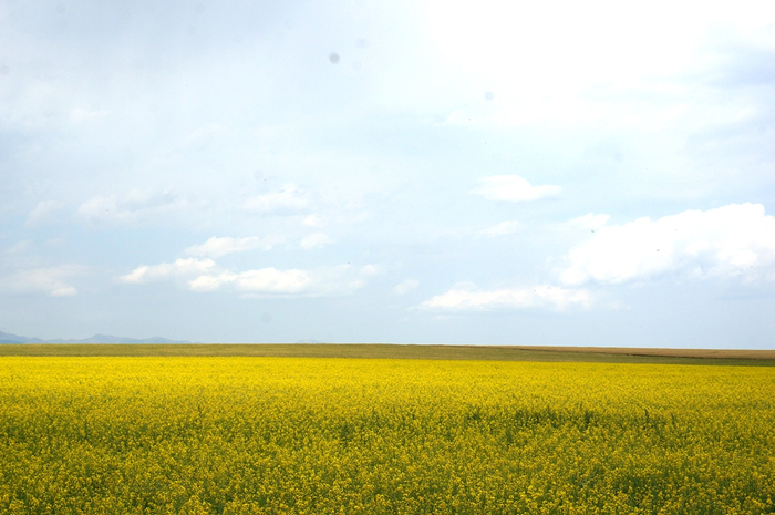 图为昭苏县油菜花海。新华网记者刘琼 摄