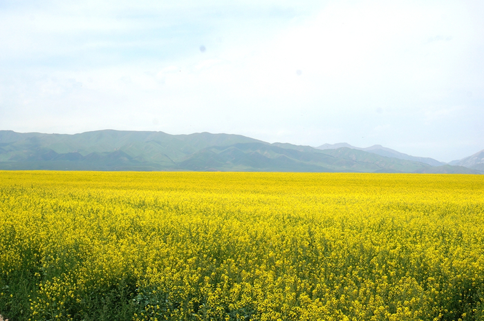 图为昭苏县油菜花海。新华网记者刘琼 摄