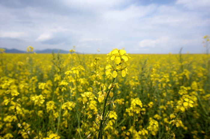 图为昭苏县油菜花海。新华网记者刘琼 摄