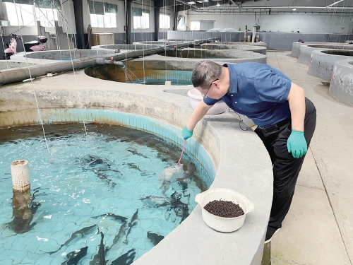 　　危起伟在育苗车间查看中华鲟幼鱼长势情况。　农民日报·中国农网记者　周涵维　摄