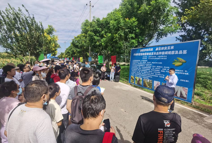 参观者参观玉米新品种，聆听北京市农林科学院玉米研究所专家进行的科普讲解和田间介绍。
