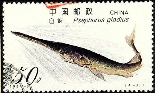 葛洲坝建成之后发行的白鲟邮票（图片来源：视觉中国）