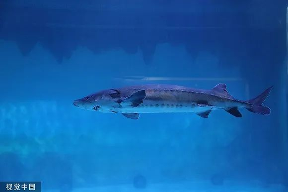 中华鲟（图片来源：视觉中国）