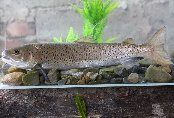 川陕哲罗鲑（图片来源：长江水产研究所）