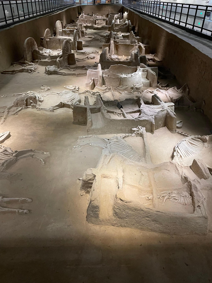 “天子驾六”车马坑     澎湃新闻 图