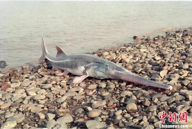 白鲟成体 来源：受访者提供