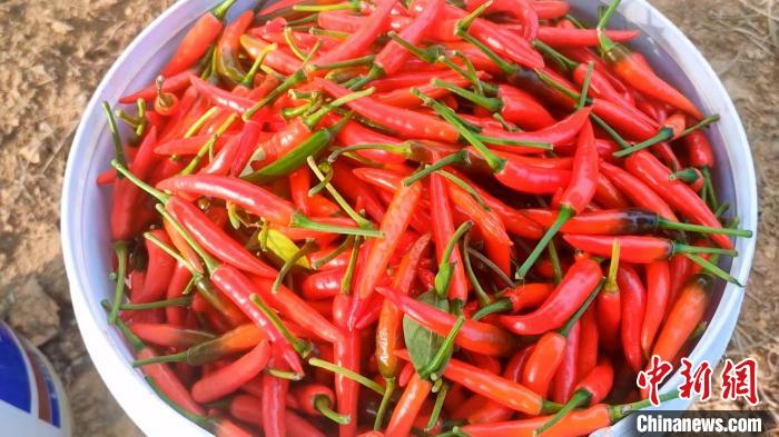 村民刚采摘的辣椒。　永定区融媒体中心供图