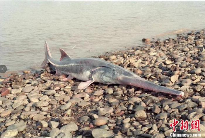 　白鲟成体 来源：受访者提供