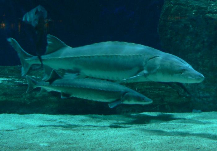 中华鲟 来源：濒危鱼类保护组（CEF）官网