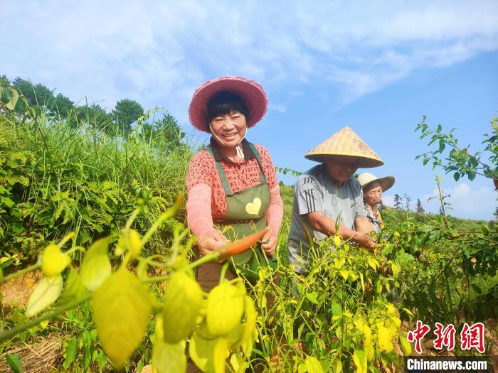 村民为辣椒采摘忙得不亦乐乎。　永定区融媒体中心供图