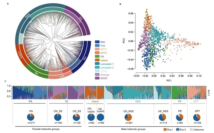 玉米种质资源的杂种优势群划分。中国农科院作科所供图