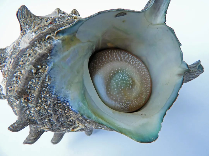 图库版权图片，不授权转载