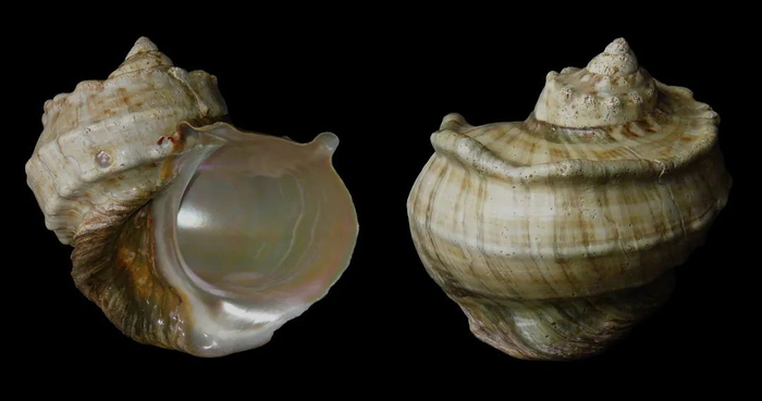 夜光蝾螺的壳，图片来自维基百科