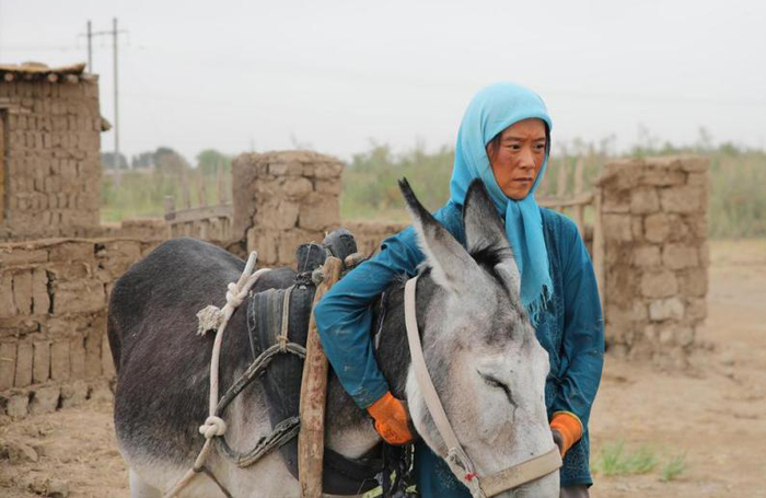 驯顺的驴，驯顺的人