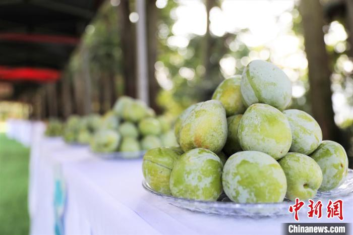 油柰展示。　古田县融媒体中心 供图