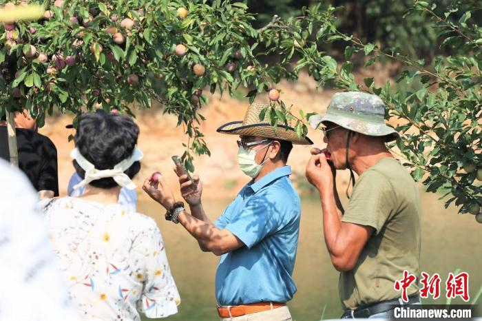 群众体验采摘乐。　古田县融媒体中心 供图
