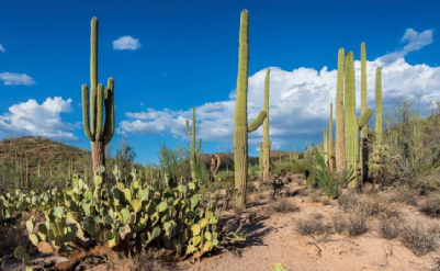 仙人掌生长在干旱炎热的环境  图片来源：vermontpublic.org