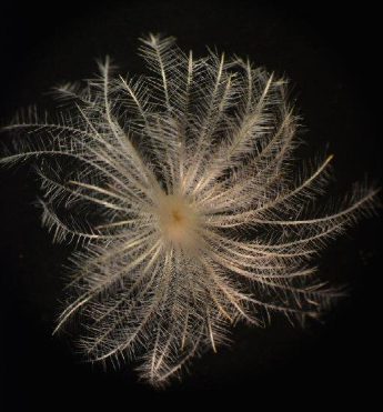 白星的刺，像一朵雪花  图片来源：popsci.com