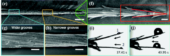 仙人掌刺的尖端的倒钩  图片来源：参考文献2