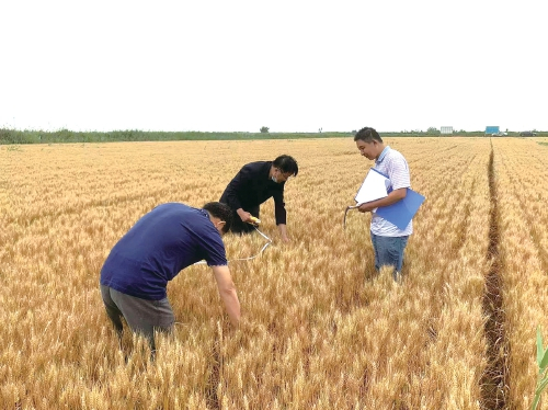 　　山东东营市河口区小麦测产现场，该地块去年经过土壤改良后，今年作物颗粒饱满。　胡树文　供图