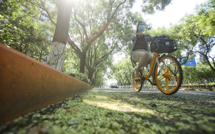 7月20日，左安门西滨河路，路人骑行在落有槐花的路面上。新京报记者 王嘉宁 摄