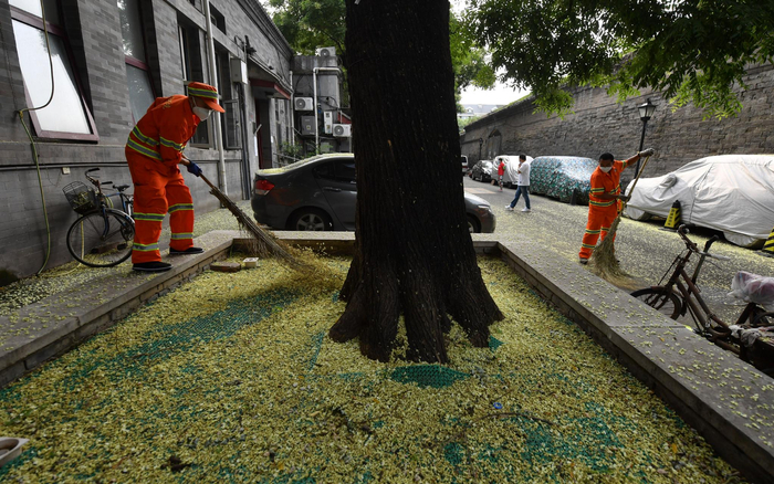7月22日7时，东四三条胡同，环卫工人在仔细清理落地的槐花。新京报记者 李木易 摄