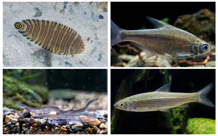 ▲带纹条鳎（左上）、三角鲂（右上）、日本鳗鲡（左下）、赤眼鳟（右下）。（珠科院/供图）