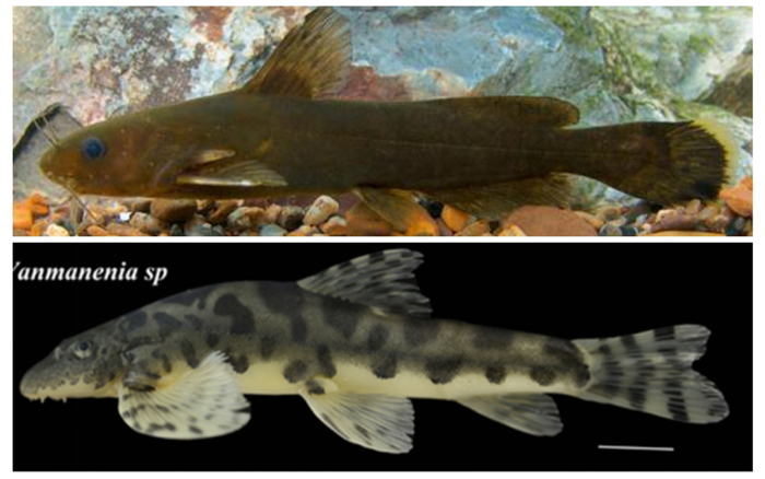 ▲拟鲿属新种（上）、原缨口鳅属新种（下） 。（邵韦涵、郭东明/摄）