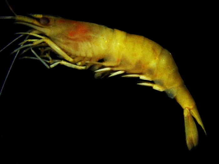 ▲掌肢新米虾新种。（蒋玄空/摄）