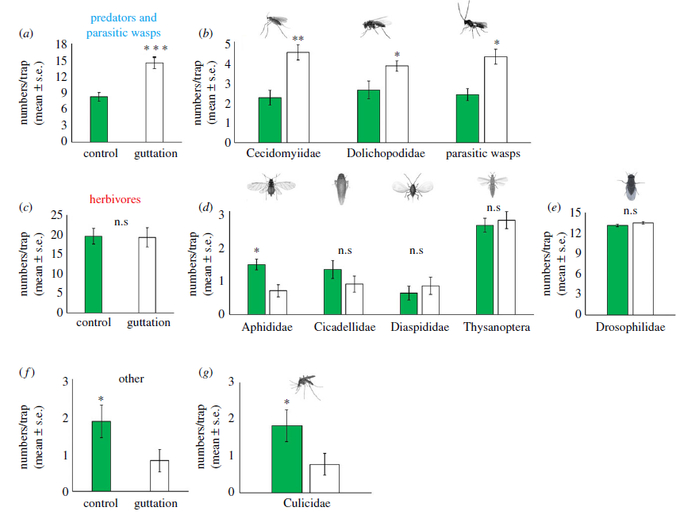 与对照组相比，吐水的蓝莓植物吸引了更多捕食性昆虫和寄生昆虫，吸引的草食性昆虫量减少，图片来源：参考文献2