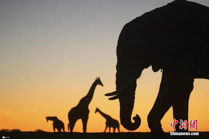 资料图：博茨瓦纳夕阳下的动物剪影。