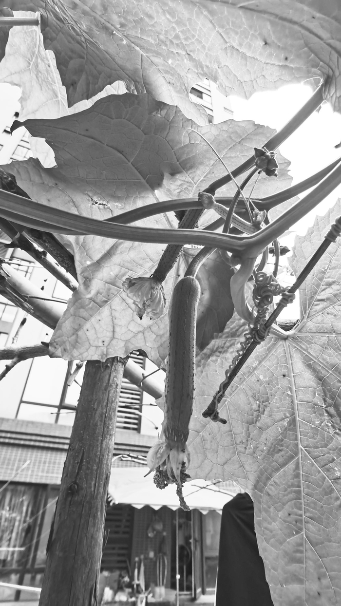 　　图为市民阳台种植的丝瓜。