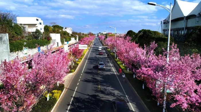 红塔西路樱花大道 图自“昆报头条”微信公众号