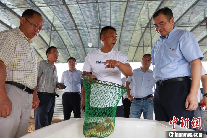 盐碱水养殖的黄河大鲤鱼，价格是当地的2倍以上。　郑俊朋 摄