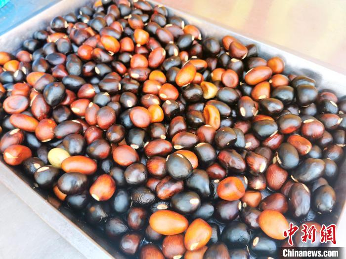 从果荚剥出的凤眼果需逐一挑拣 李晓春 摄