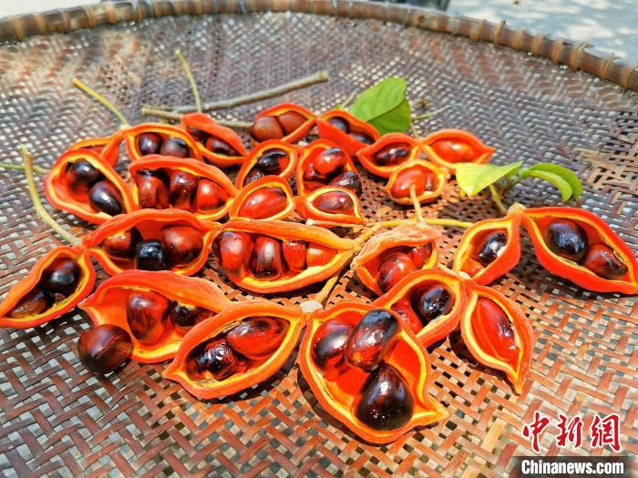 刚摘下的凤眼果，个头圆润饱满 李晓春 摄