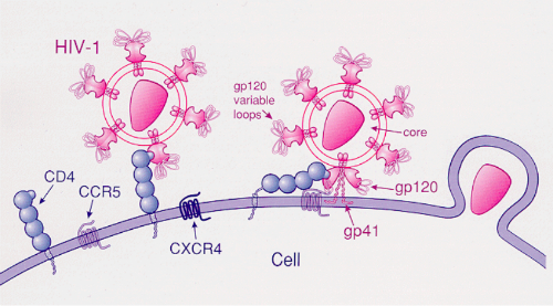 HIV-1型病毒通过CD4和CCR5进入免疫细胞的过程 图片来源：wikipedia