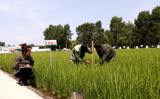     2021年7月，黑龙江省牡丹江市，八五〇农场开展蚯蚓粪肥试验。 张海波/摄