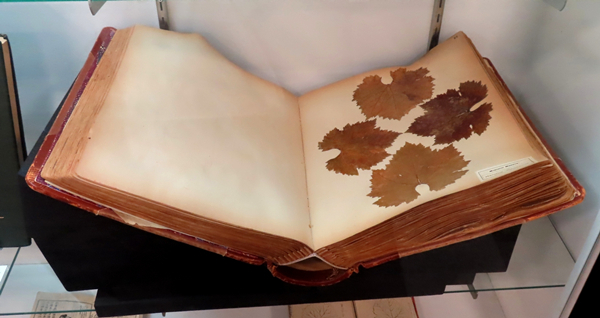 此册葡萄藤叶标本集，由加州大学戴维斯分校席尔兹图书馆所藏。