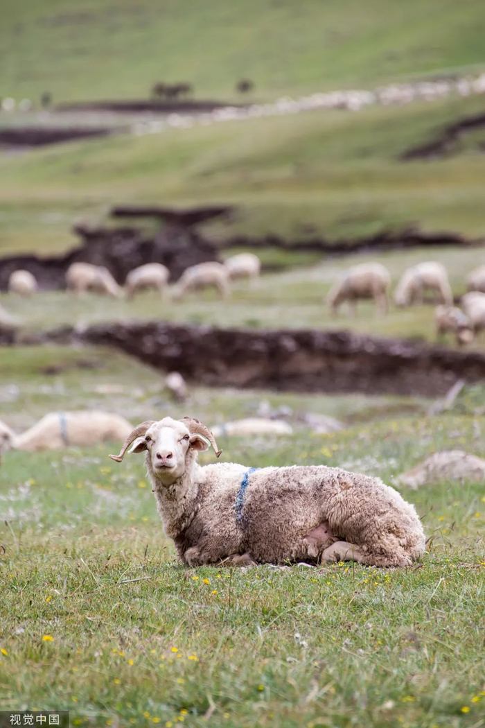 △没有一只羊能逃过西宁人的五指山。/视觉中国