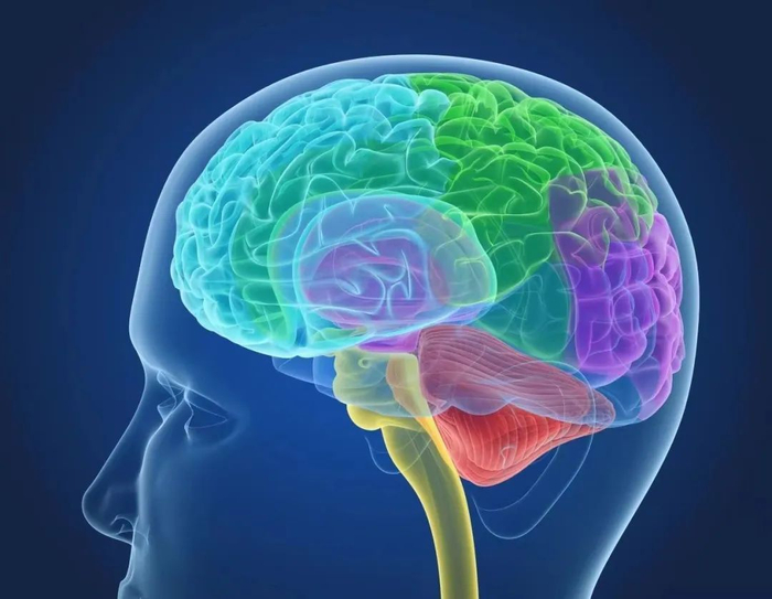 （图片来源：审稿专家提供）