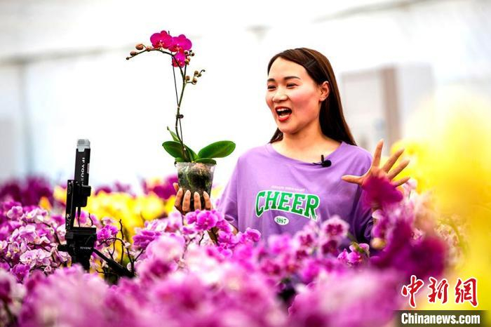 “蝴蝶谷”兰花基地工作人员通过网络直播销售兰花。　沭阳县委宣传部供图