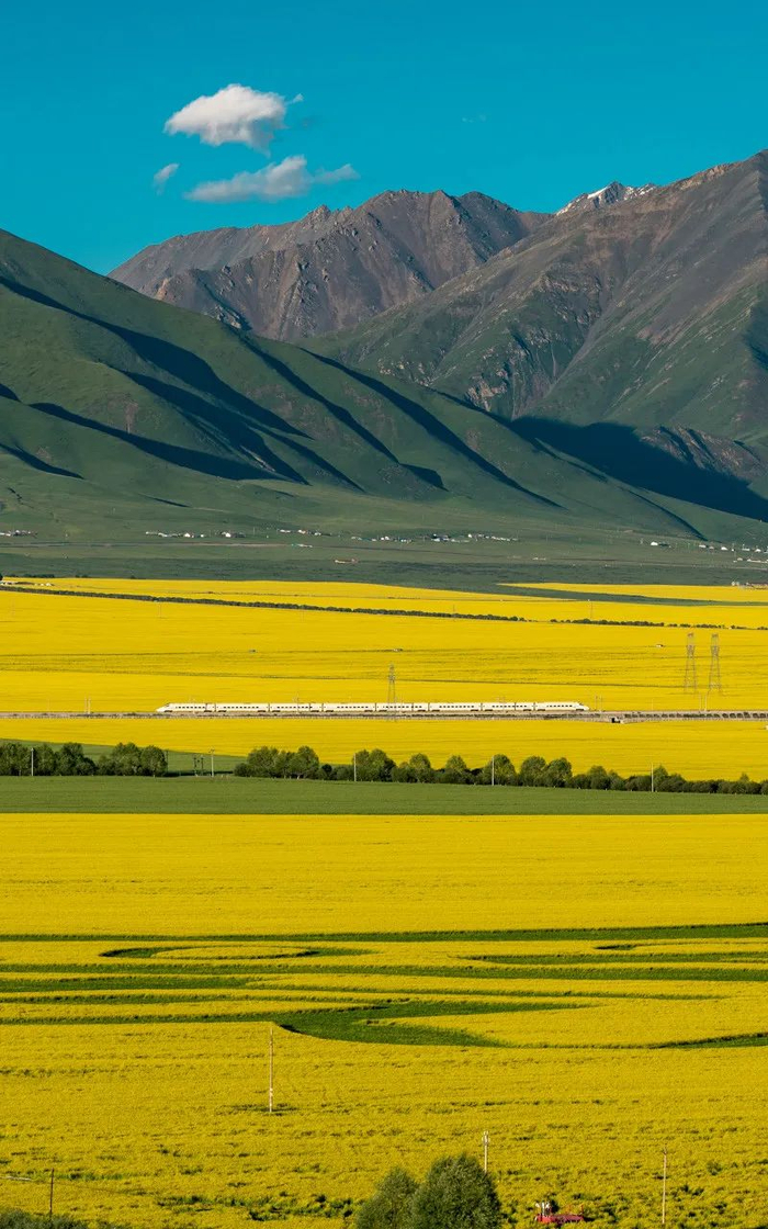 △青海门源花海。/图虫创意