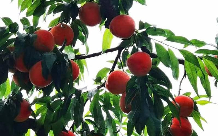 平谷西营村桃园内，大桃挂满枝头。受访者供图