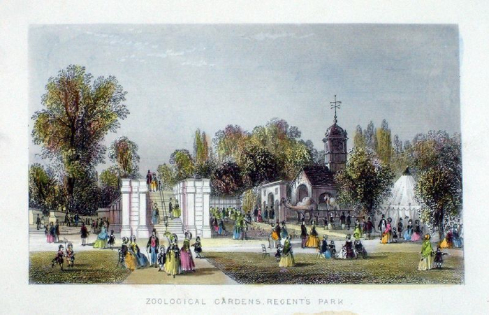 摄政公园动物园花园历史明信片 