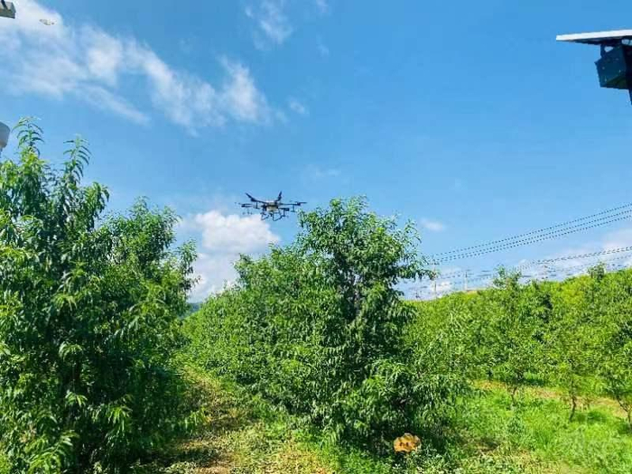 平谷西营村有机大桃种植基地里，各种新型农机在桃树间自由穿梭作业。受访者供图