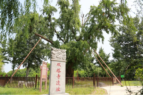 安定村双塔寺古银杏树。图/大兴区园林绿化局