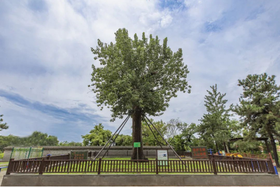 大狼垡村的毛白杨古树。图/大兴区园林绿化局