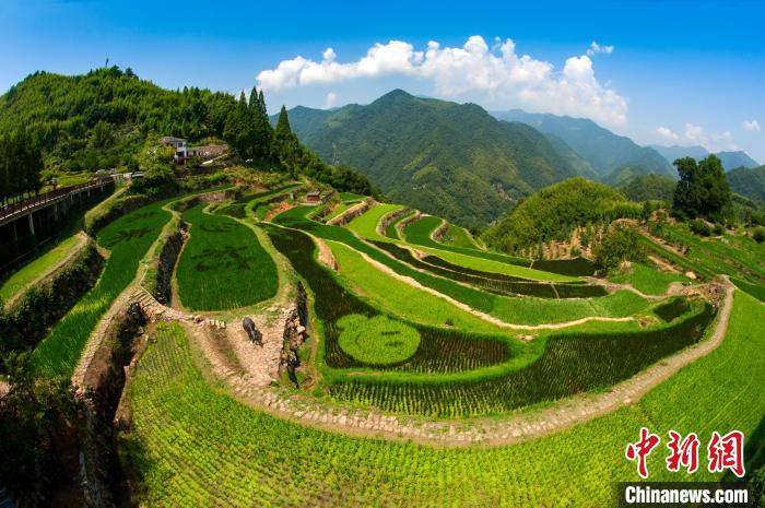 指南村的梯田风光。　张关春 摄