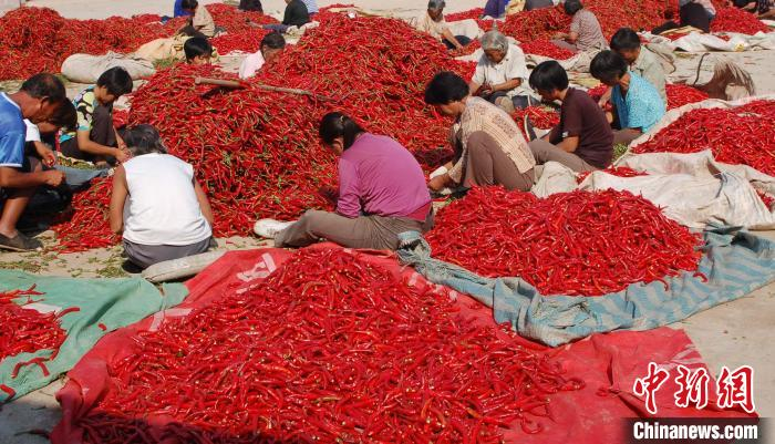 图为鸡泽县辣椒专业合作社农民在分拣辣椒。　李文杰 摄